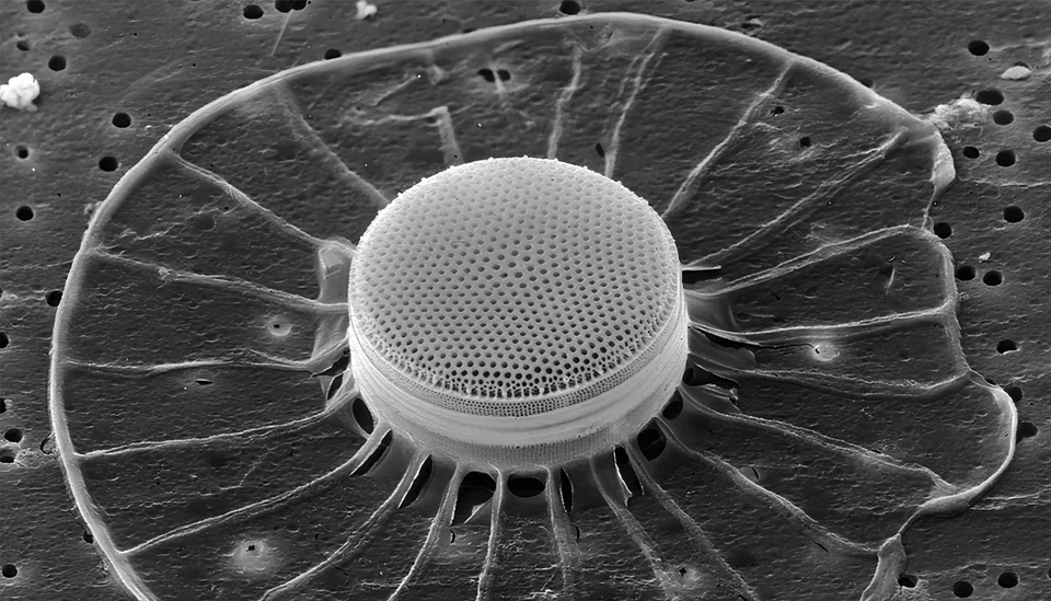 DIATOMS #007